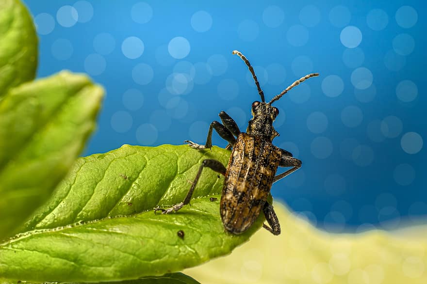 insecte, escarabat, entomologia, espècies, macro, escarabat de punta negra, plaga, invertebrat, artròpode