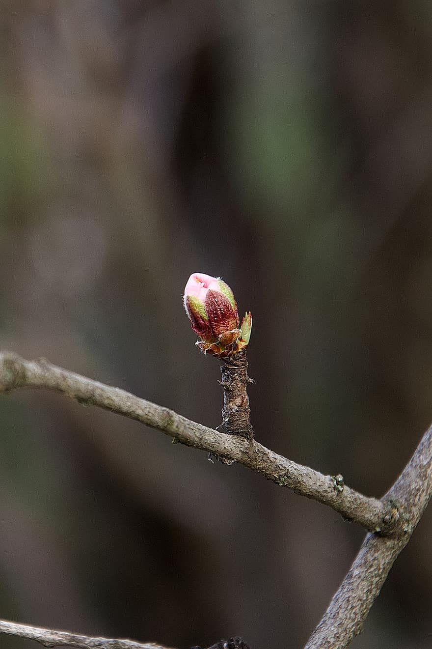 Bud, Tree, Nature, Almond, Branches, Growth