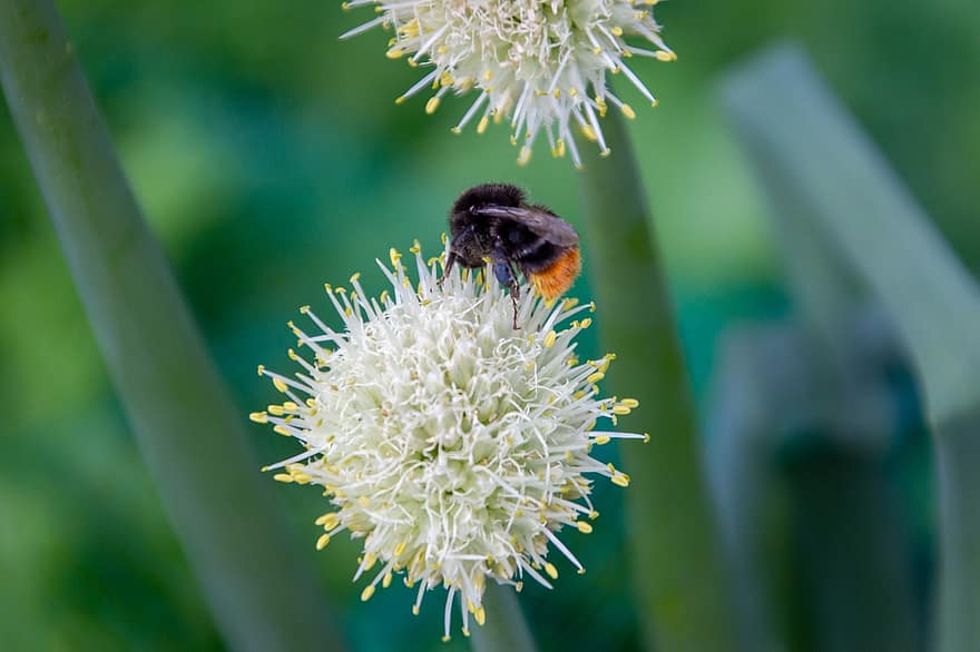 bi, insekt, blomst, honningbi, dyr, Buttonbush, plante, have, natur, tæt på, tapet