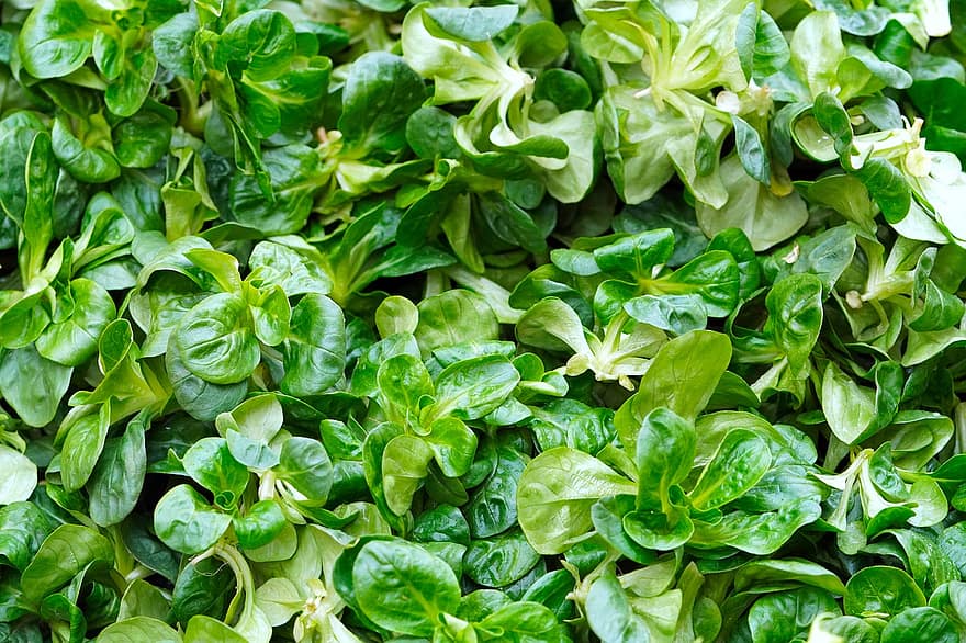 Баранина салату, овочевий, їжа, Рослина, листя, кукурудзяний салат, салат, свіжий, органічні, здоровий, виробляти