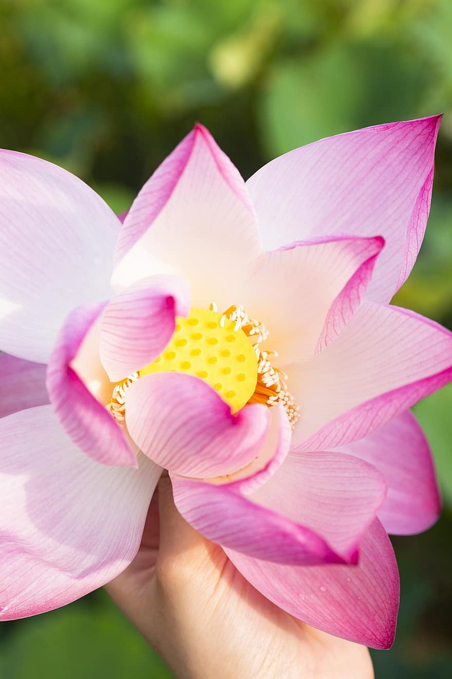 ūdensroze, Lotusa zieds, rozā zieds, zieds, raksturs, tuvplāns, ziedlapiņa, augu, ziedu galva, vasarā, lapas