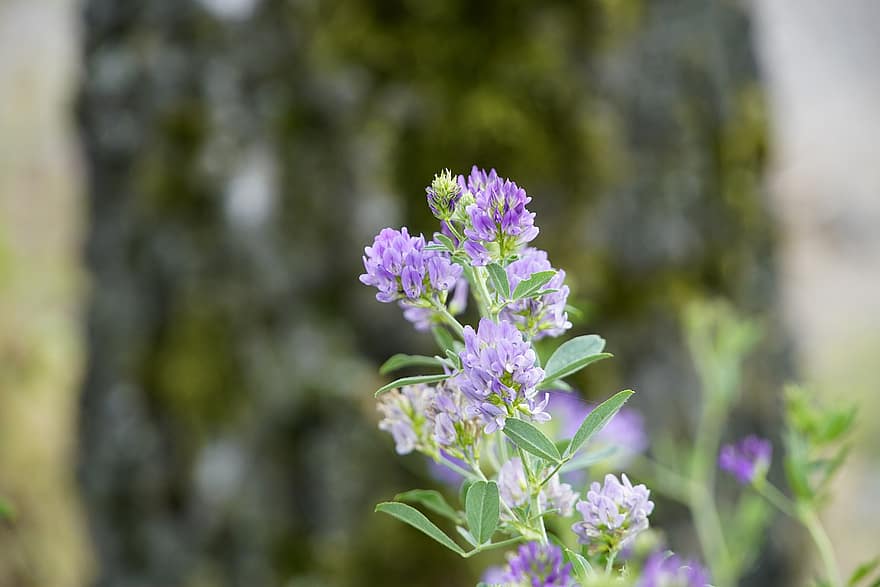 blålusern, Medicago, vild blomma, natur, blommor, Fabaceae, violett, sommar