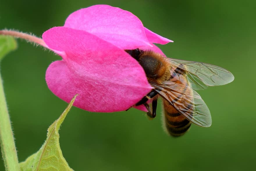 flor, abeja, insectos, polen, primavera, jardín, lavanda, néctar, planta, polinización, flora