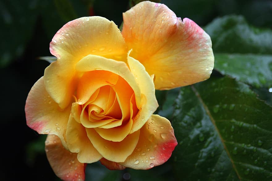 rosa gialla, rosa rampicante, rosa, fiorire, fioritura, romantico, giardino, bellezza, rosa fiorita, rosaio, natura