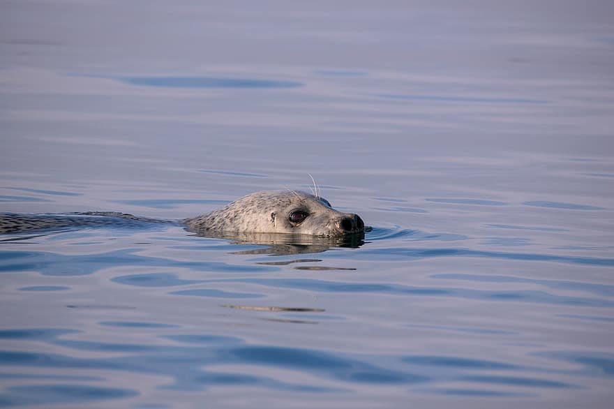 Seal, Animal, Wildlife, Nature, animals in the wild, water, blue, cute, one animal, wet, fur