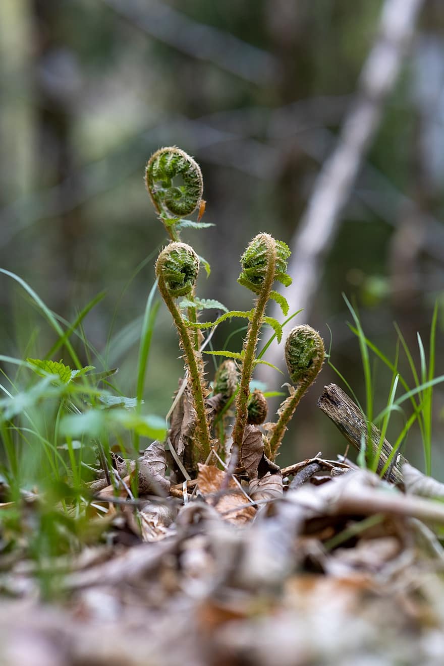 Fern, Fiddleheads, Plant, Spring, Furled Fern, Green, Forest, Nature, close-up, leaf, green color