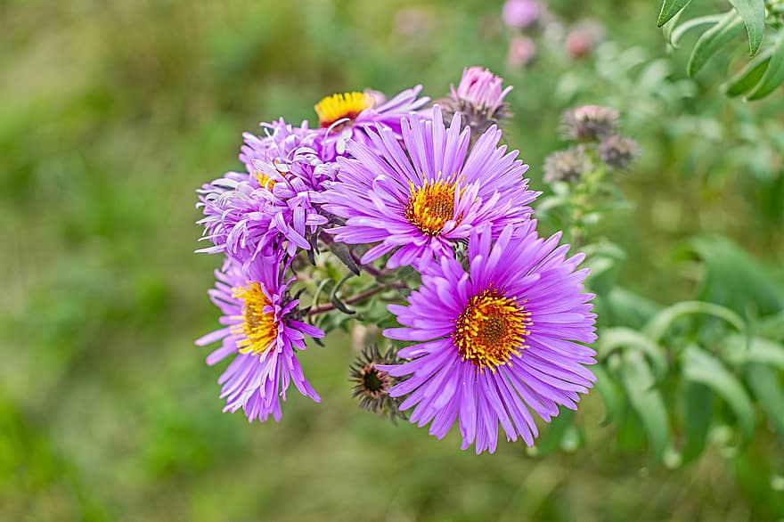 Flowers, Asters, Petals, Buds, Leaves, Foliage, Plant, Autumnastern, Nature