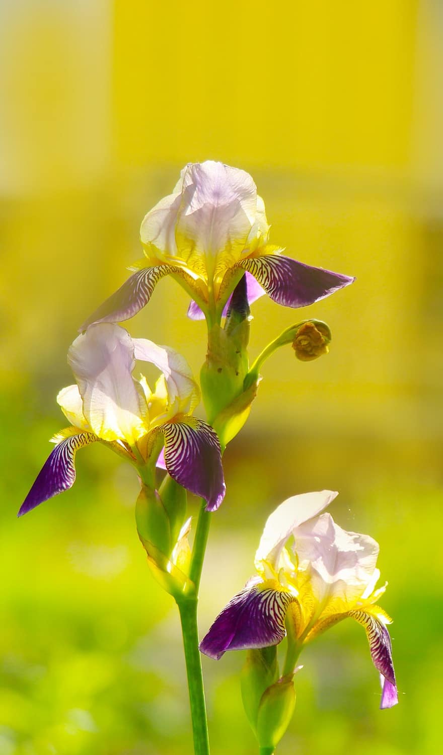 iris, bunga-bunga, menanam, iris berjanggut, kelopak, berkembang, taman, alam, dekoratif, ornamen, merapatkan