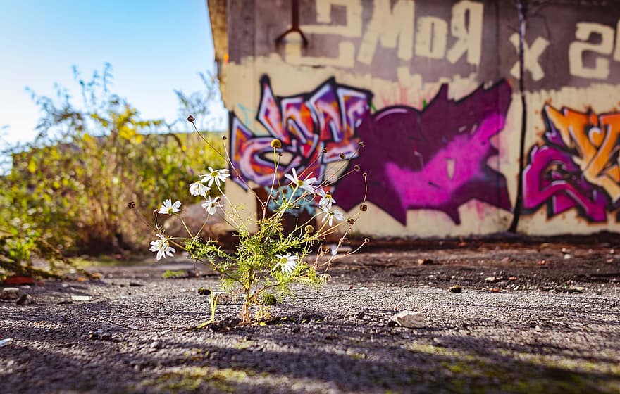 stedelijk, graffiti, wilde bloemen, asfalt