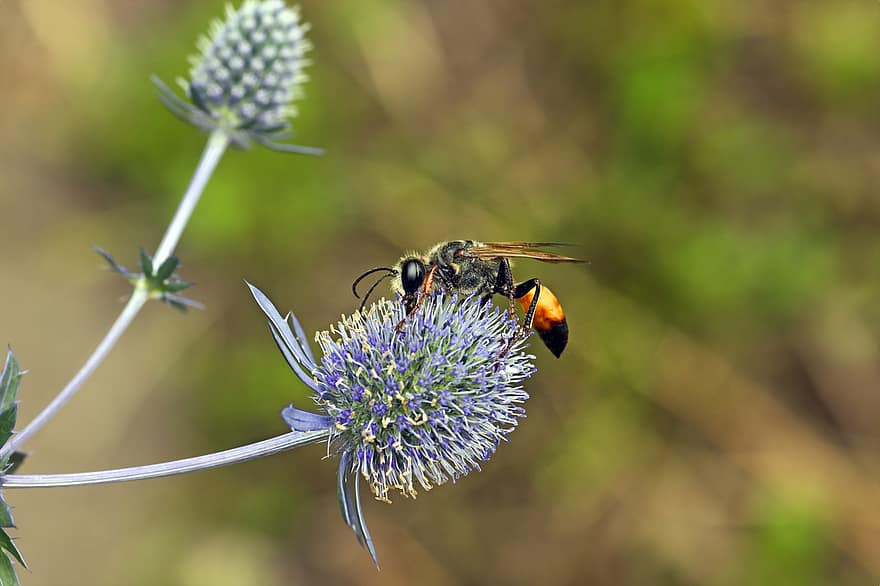Wasp, Insect, Flower, Wood Wasp, Thistle, Pollinate, Plant, Bloom, Nature, close-up, macro