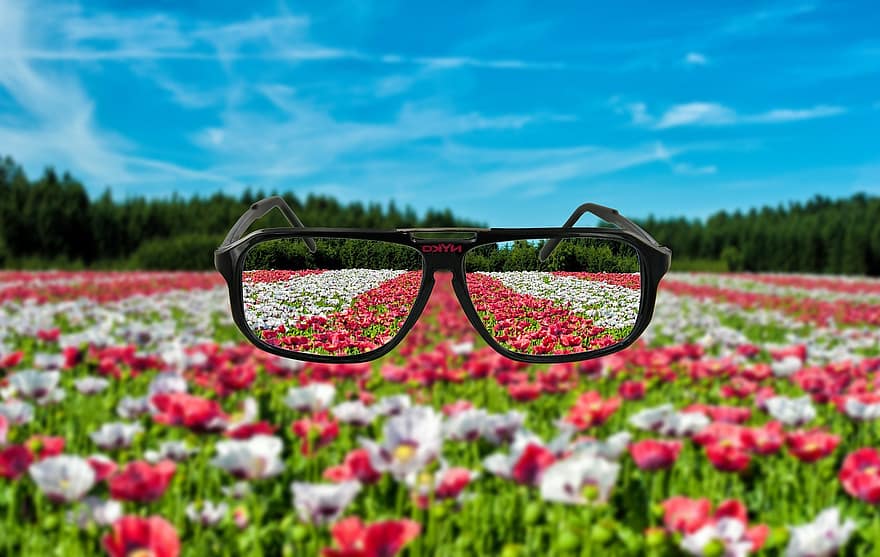 brýle, rám, vidět, přes, tulipán, květiny, pole, stromy, les, jehličnany, nebe