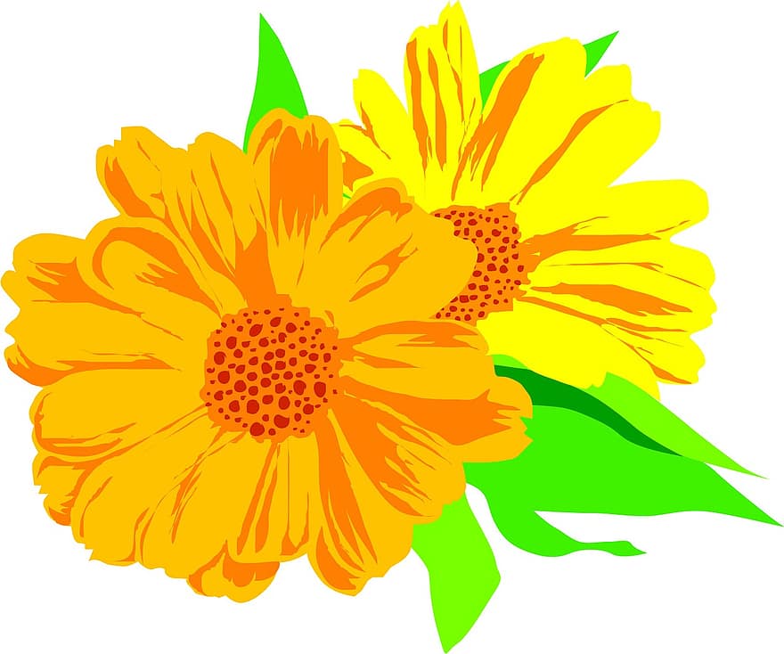 Flower, Marigold, Plant