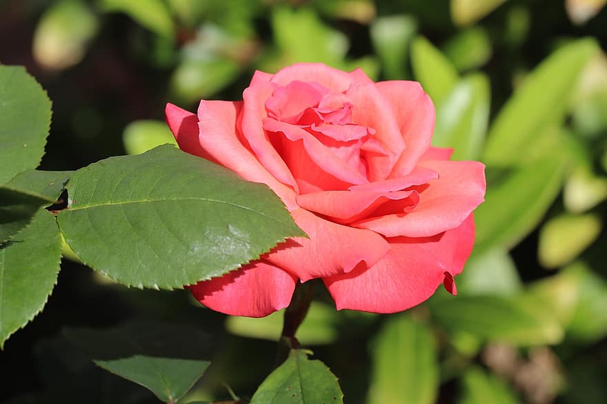 роза, розова роза, розово цвете, цвете, цвят, разцвет, флора, цветарски, градинарство, ботаника, природа