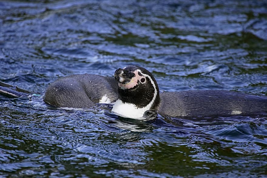 Humboldt Penguin, Penguin, River, Lake, Animal, Wildlife
