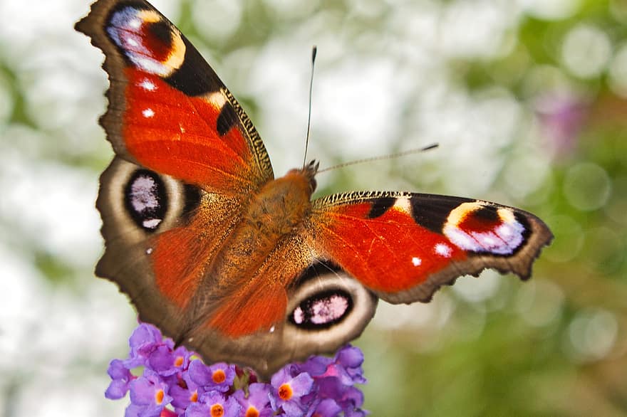 påfugl sommerfugl, sommerfugl, blomster, sommerfugl buske, Buddleia, insekt, vinger, lilla blomster, plante, forår, natur