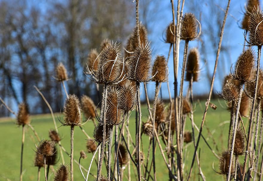 Teasels, Flowers, Withered, Dry, Wild Teasels, Wild Flowers, Plant, Sunshine, Field