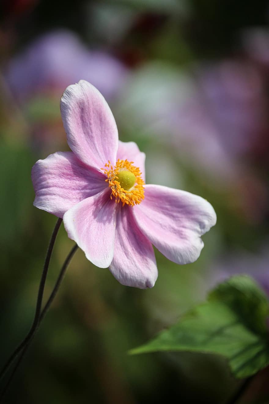 japanilainen anemone, vaaleanpunainen kukka, kukka, anemone hupehensis, kasvi, kukinta, koristekasvi, luonto, puutarha