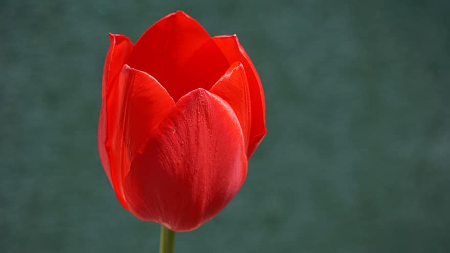 tulipán, květ, rostlina, červený tulipán, červená květina, tulipa, okvětní lístky, zahrada, Příroda, jaro, detailní