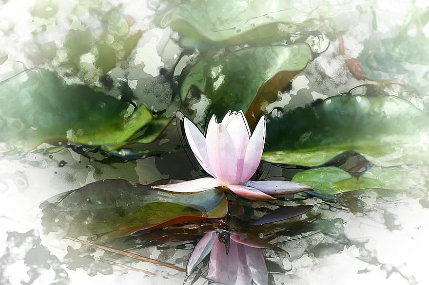 villosa iris, розовая вода, кувшинка, зеленый, розовый, лепесток, воды, озеро, романтизм, пруд, романтик