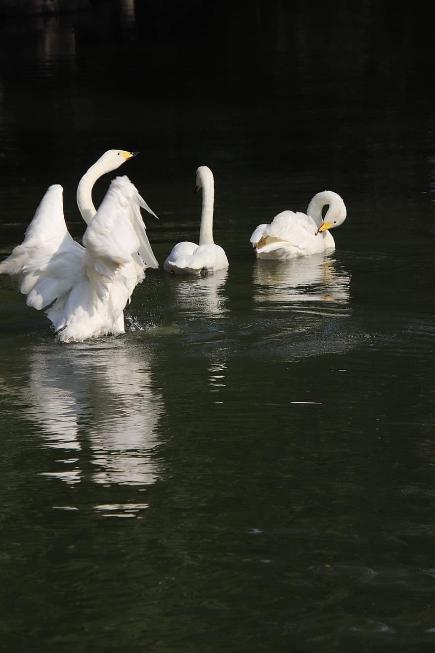 Swans, Birds, Pond, White Swans, Anatidae, Water Birds, Aquatic Birds, Waterfowls, Animals, Feathers, Plumage