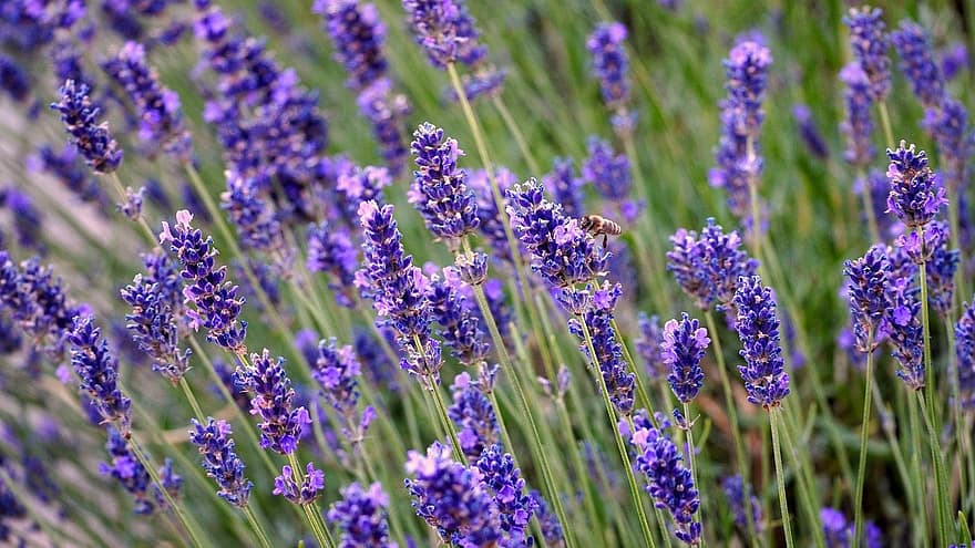 laventeli, kukka, luonto, violetti, yrttejä, tuoksu, kukat