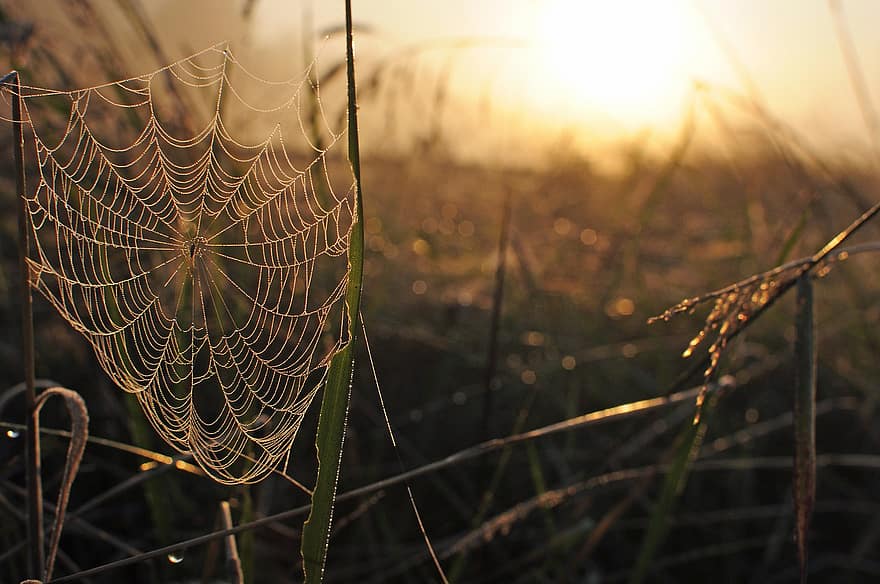 zonsopkomst, web, gras, ochtenddauw, dauw, nat, spinnenweb, spinneweb, spin, fabriek, zonlicht