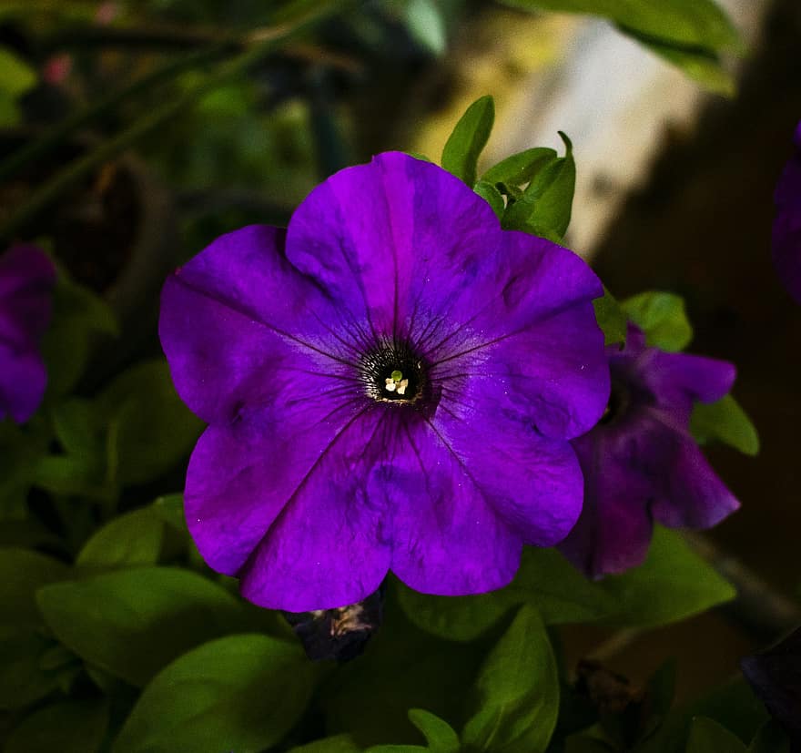 flor, flor Purpura, jardín, macro, naturaleza, planta, de cerca, hoja, púrpura, pétalo, verano