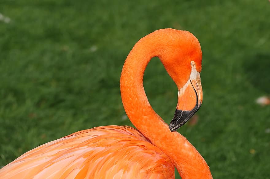 Flamingo, Vogel, Tier, Tierwelt, Natur, Schnabel, Feder, mehrfarbig, Nahansicht, grüne Farbe, Tiere in freier Wildbahn