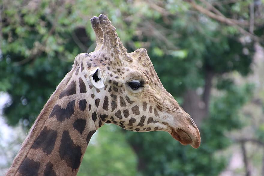 girafe, animal, mammifère, tête, la nature, faune, safari, long cou, aux longues jambes, photographie de la faune