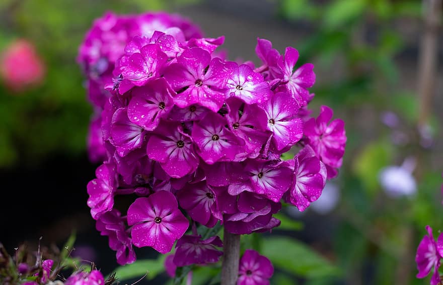 phlox, fiore di fiamma, viola, fiori, gocce di pioggia, giardino, estate