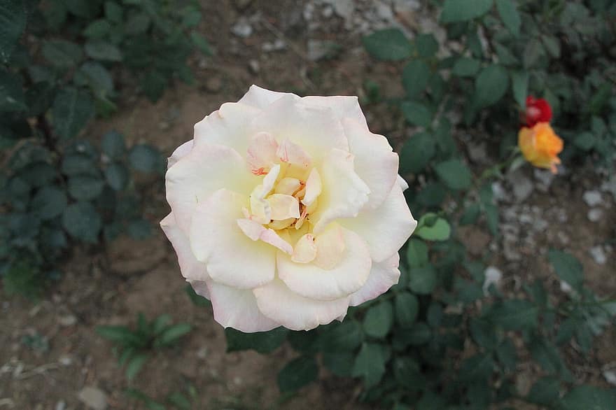 Chinesische Rose, Blume
