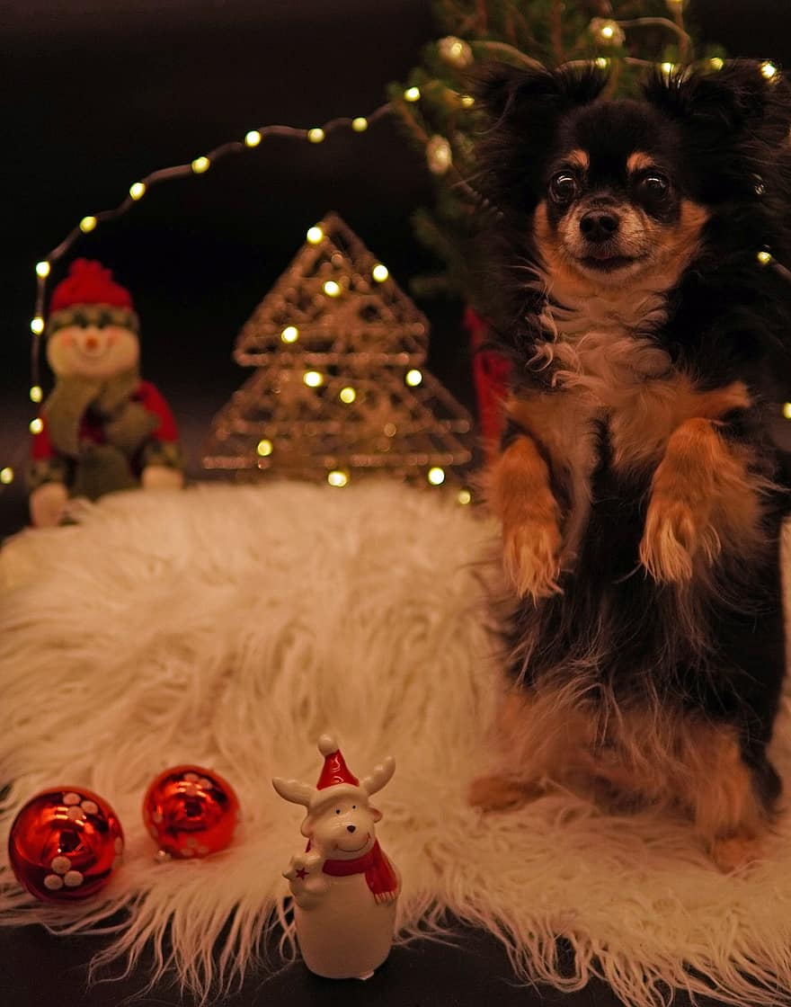 Natal, feliz feriado, cartão de Natal, chihuahua, cão, animal