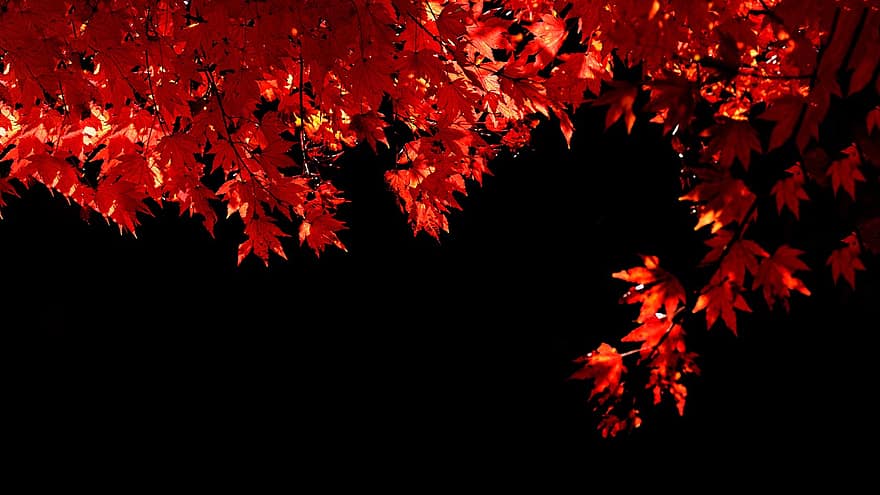 musim gugur, alam, pohon, musim, daun, kuning, hutan, latar belakang, multi-warna, Oktober, menanam