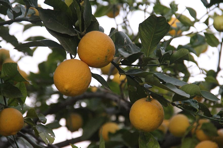 лимонное дерево, фрукты, лимоны, природа, лист, свежесть, Цитрусовый фрукт, дерево, ветка, органический, питание