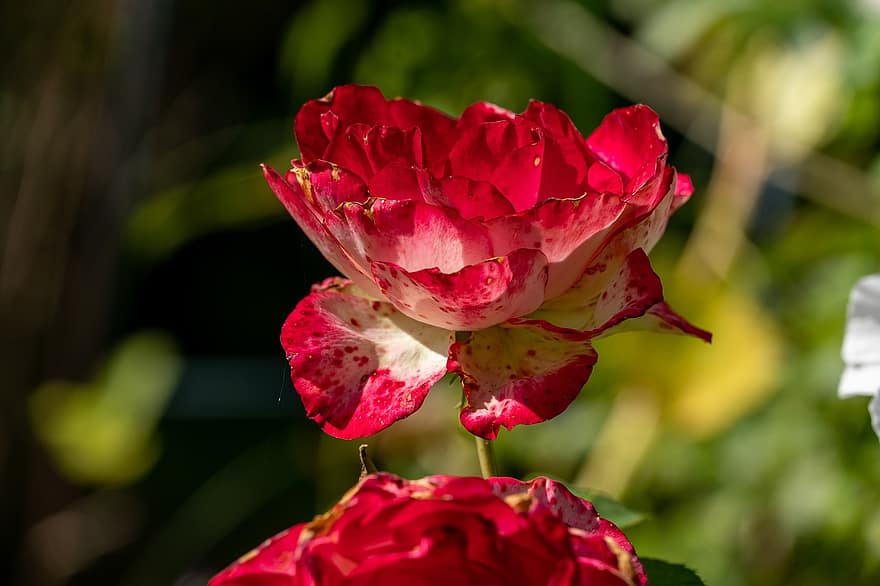 Rosa, flor, planta, Rosa roja, flor roja, pétalos, floración, jardín de flores, naturaleza, de cerca, pétalo