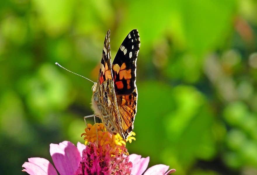 fluture, insectă, floare, polen, poleniza, polenizare, aripi, fluture aripi, insectă înțepată, lepidoptere, entomologie