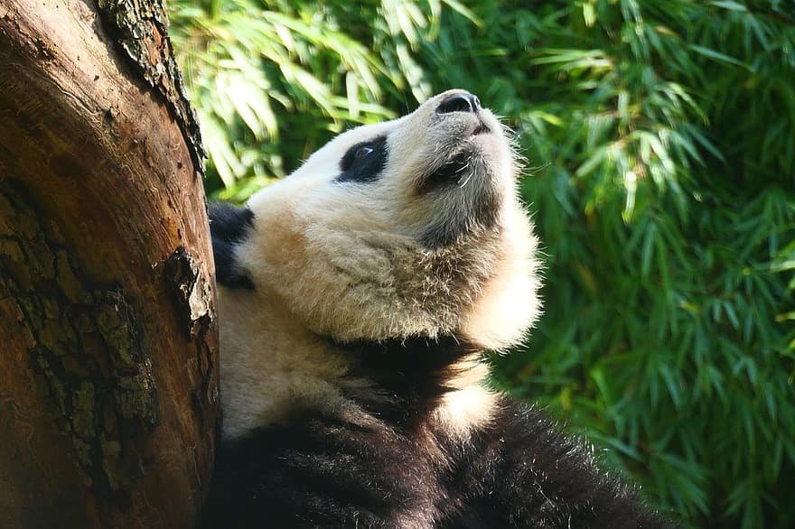 panda, panda björn, Zoo