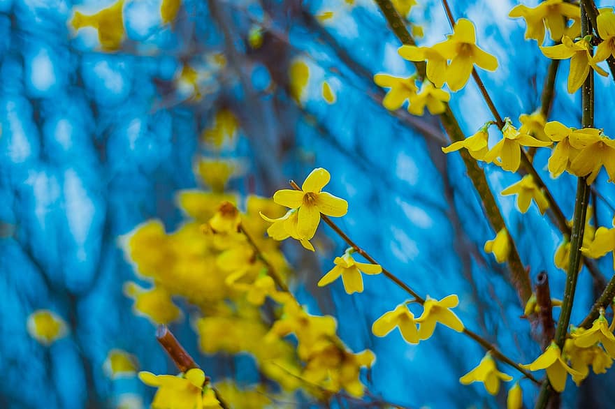 Yellow Flowers, Flowers, Trees, Spring, Nature, Garden, Flora, Close Up, Plants, Wallpaper, yellow