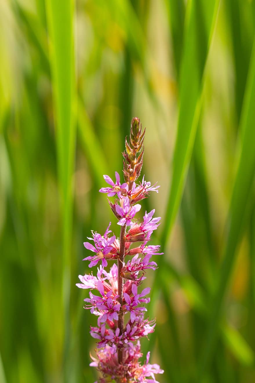Loosestrife, Flower, Wild Flower, Meadow, Blossom, Bloom, Plant, Summer, Pink, Flora, Close Up
