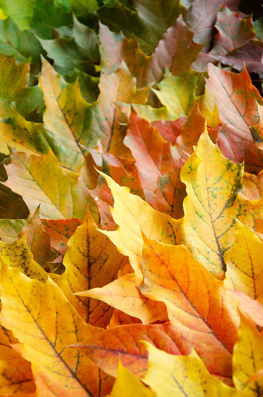 Daun-daun, dedaunan, maple, musim gugur, daun maple, jatuh, tekstur, penuh warna, alam, Konsep Musim Gugur, dedaunan musim gugur
