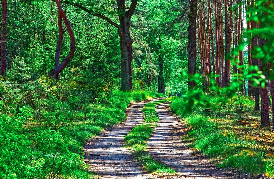 las, drzewa, Natura, Las, ścieżka, wiosna, drzewo, chodnik, zielony kolor, scena wiejska, lato