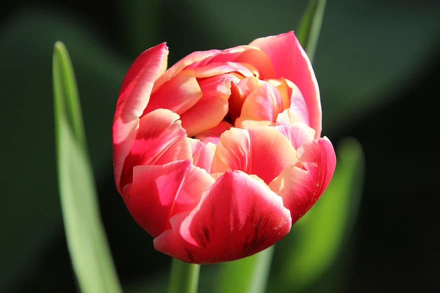 květ, tulipán, rostlina, kvetoucí, zastavit