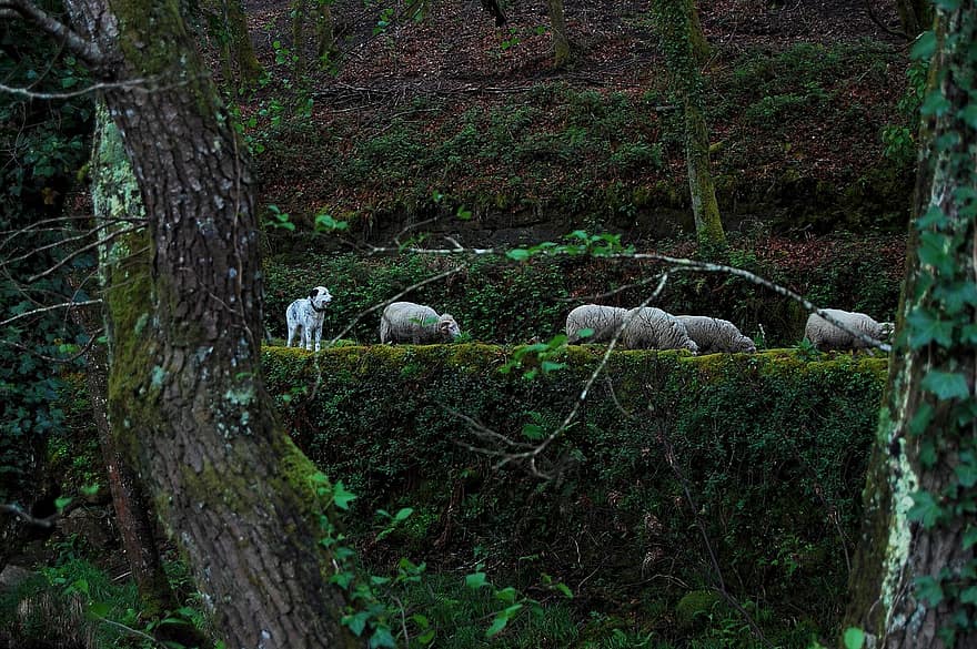 avių, ganytojas, bandos, šuo, gyvūnams, žinduolių, vilna, rūšis, ūkis, kaimo scenoje, žolė