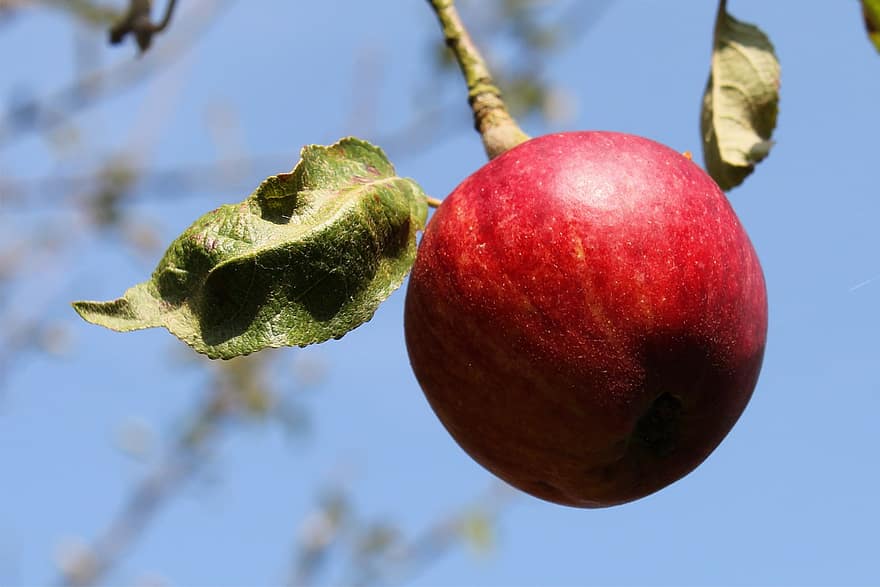 яблоко, фрукты, яблоня, природа, фруктовый сад