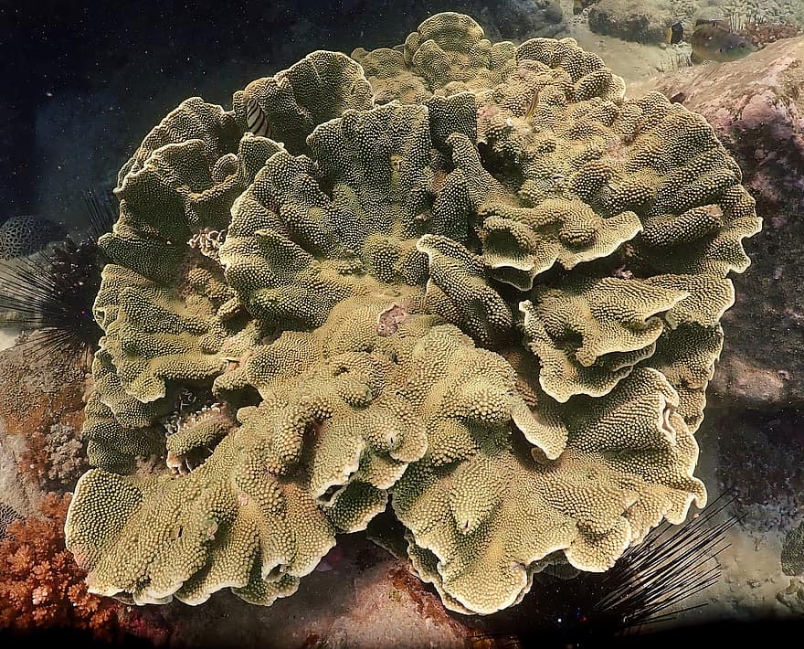 corals, Escull de corall, sota l'aigua, animals, mar, criatures del mar, oceà, escull, peix, coral, profund