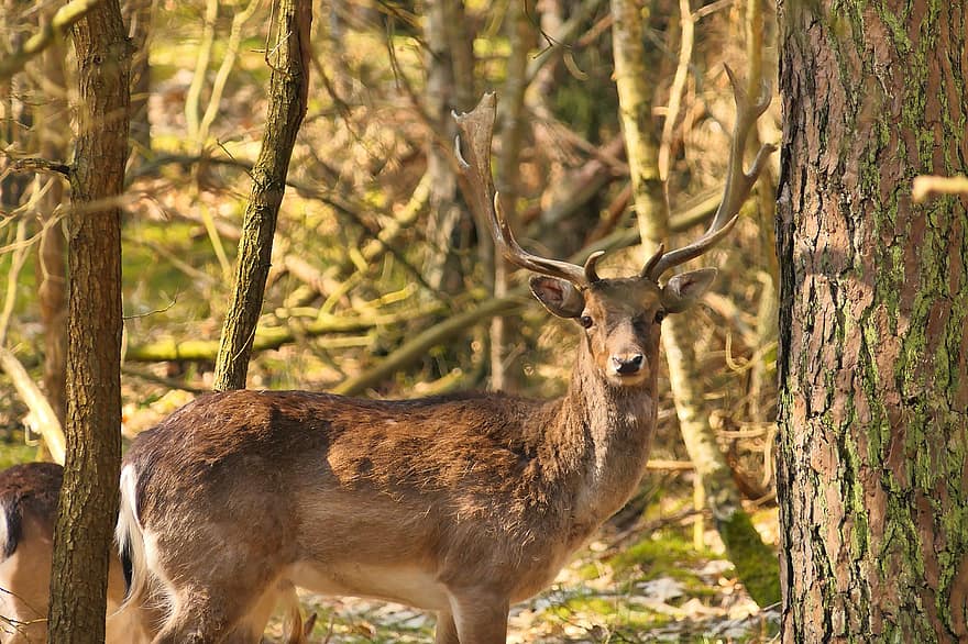 Fallow Deer, Animal, Forest, Bull, Deer, Wildlife, Mammal, Antlers, Trees, Wilderness