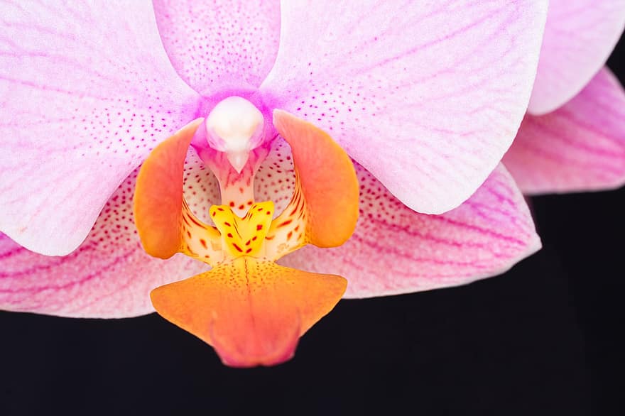 moth orkidé, blomst, Phalaenopsis, rosa blomst, rosa petals, petals, blomstre, flora, botanisk, anlegg, rosa