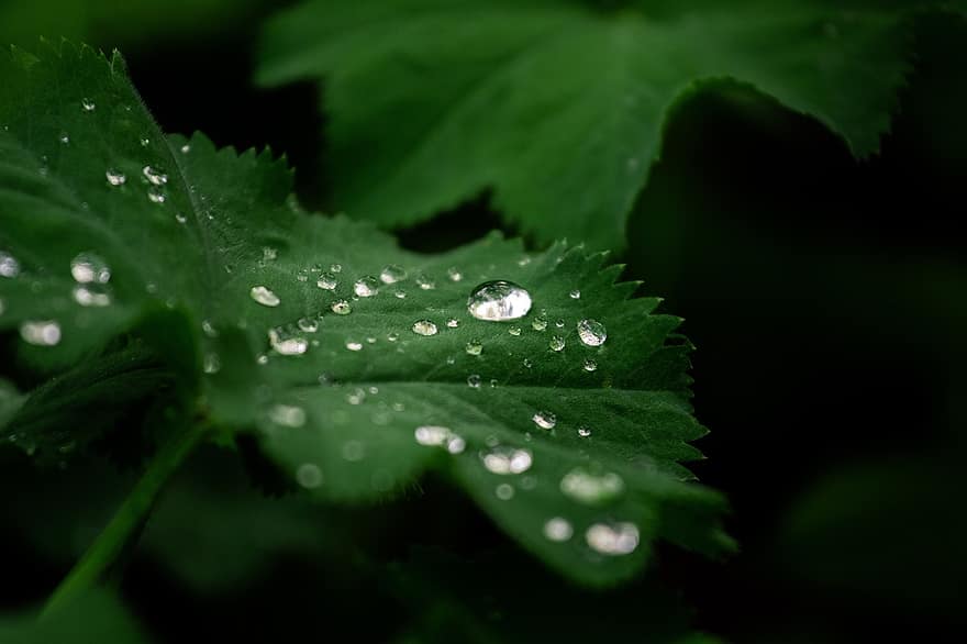Nature, Leaves, Dew, Plants, Green, Flora, Water, Foliage, Dewdrops, Water Droplets, Green Leaves
