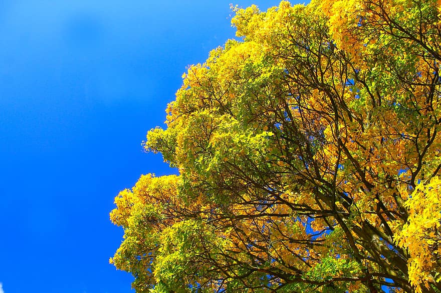 arbre, naturalesa, tardor, fulles, parc, bosc, caure, groc, blau, full, temporada