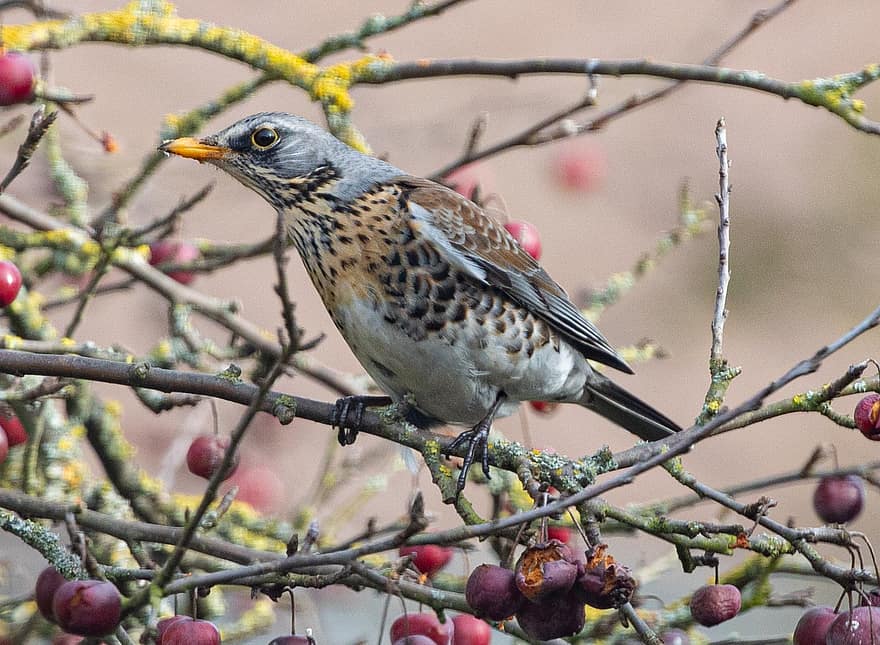 Redwing, Fieldfare, Migratory Bird, Perched, Bird, Branches, Perched Bird, Feathers, Plumage, Ave, Avian
